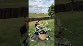 A tineke rubber tree repotting and care #plantcare #plantlife #rubbertree