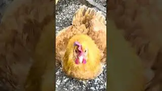 #gallinero gallina no quiso los pollitos jjja me pic&oacute;