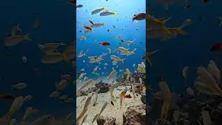 Juvenile Goatfish!!!  #calm #fish #beautifulanimals #fishing #beautifulfish #ocean #aquarium