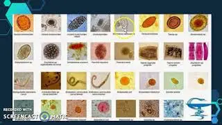 PRACTICA Nº 4 OBSERVACION DE PARASITOS INTESTINALES EN VEGETALES