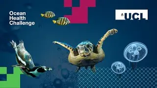 Ocean Health Challenge - Join us | UCL Engineering