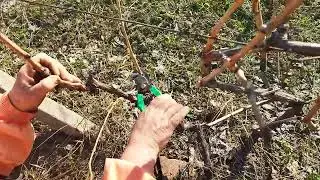 Cum se taie corect un butuc de vie | Explicatie pas cu pas pentru incepatori