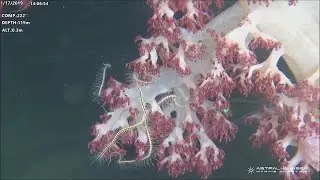 ROV footage of Red-Sea deep seabed life near Eilat