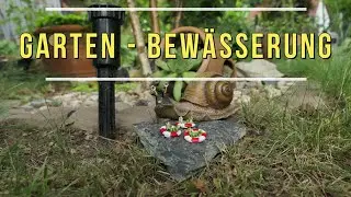 Hochlandschnecke Berta - Ein Leben am Hang #dresden #sachsen  -  Garten - Bew&auml;sserung