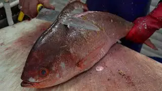 Prep A Fish: Quick and easy filleting