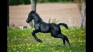 Peaceful Yoga Music | Beautiful Landscapes | Beautiful Horses | Nature | Relaxing Music | Meditation