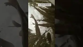 #fishtrap #traptricks #winterseason #foodlover