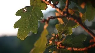 Colossians 04: Receive and continue (Video Bible Talks)