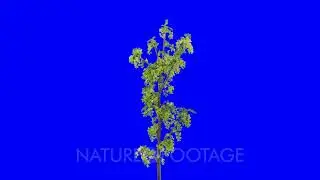 Time-lapse of growing red currant branch 1a5 in 4K Animation format with ALPHA transparency chann...