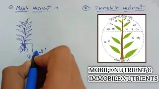 MOBILE NUTRIENTS & IMMOBILE NUTRIENTS | ICAR -JRF | SOIL SCIENCE |