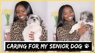 MY SHIH TZU IS GETTING OLD | NEW BEHAVIORS + SIGNS OF OLD AGE