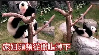EP2🐼 8月6日今日到了將近下午三時才有直播,盈媽為細佬得得清潔,家姐加加在樹上爬來爬去,但偶有從樹上掉下來😅期間家姐有一次掉下來,以為是細佬整她,所以快速爬上樹整返細佬下來,真搞笑😅