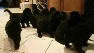 Chiots terre neuve