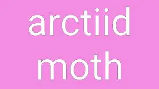 Arctiid Moth Definition & Meaning