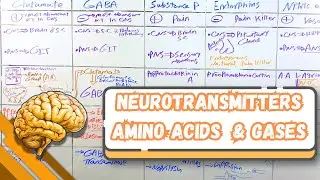 Neurotransmitters: Glutamate, GABA, Substance P, Endorphins, Nitric Oxide شرح بالعربى