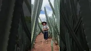 ไร่วันยังขำ 🌵🌵 #ไร่วันยังขำ #cactus #กระบองเพชร #แคคตัส #จามาคารู #cereushildmannianus