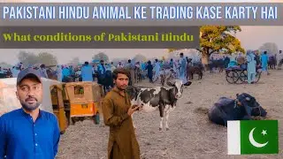 Pakistani Hindu Tradings of Animal 🐄 | Big City life enjoy 😉 | Pakistan punjab level