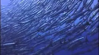 Schooling barracuda, Sipadan