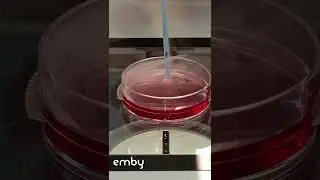 Desvitrificaci&oacute;n de embriones