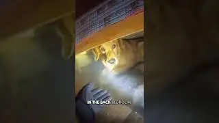🔥 Firefighter Bodycam Captures Emotional Dog Rescue 🐶🚒 #short #shorts