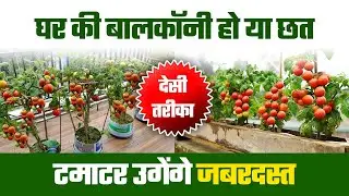 घर पर टमाटर उगाएं आसान देसी तरीके से | Organic Tomato in Pot | Kisaan Aaj Ka #kisaanaajka