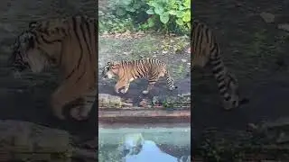 Beautiful Tiger at Disney World&rsquo;s Animal Kingdom | Orlando, Florida