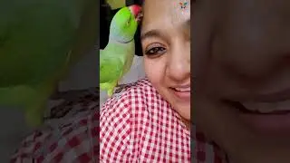 Самый милый говорящий попугай Киви || Видео с попугаями #talkingparrot #indianringneck #parrot