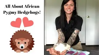 African Pygmy Hedgehog Basic Care