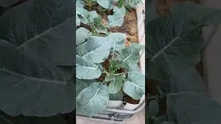 Top ASMR Whispers of Nature with Natural Sounds 🍃 Deep Sleep, Meditation & Focus