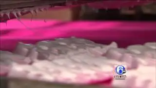 How Peeps Are Made
