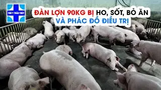 Đàn lợn 90kg ho, sốt, bỏ ăn và phác đồ điều trị