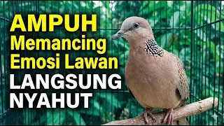 2 DETIK AJA, PERKUTUT LOKAL GACOR 100% EMOSI LANGSUNG NYAUT DENGAR PANCINGAN KUTUT LOKAL GACOR GAYER