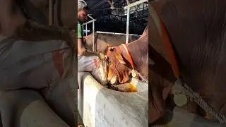 Simple feed, strong bull Sahiwal enjoying dried chaff mixed with water 🌽💦