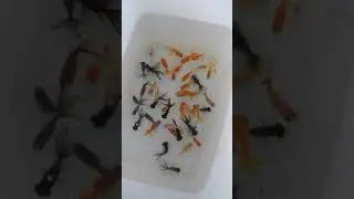 Aquainturkey findik boy teleskop agirlikli 3 kuyruk japon