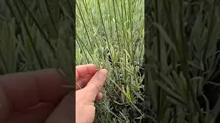 Pruning Lavender! #lavender #flowers #plants