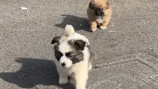Two Puppies' Playful Growth Daily🐶  #BestFriends #DogDaily #PuppyLove