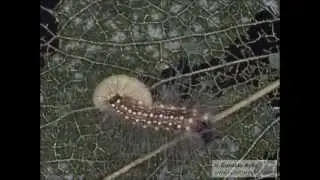 Parasitoid breaking out of live host caterpillar
