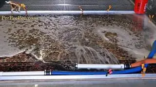 Cleaning Karastan Oriental Rug Organically #Karastan