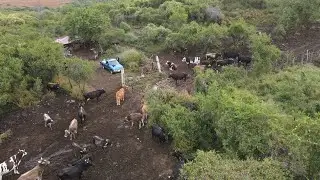 El valor de las cosas ! 150 pesos por ordeñar al día en Yecapixtla Morelos !