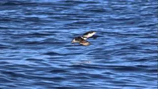 Craveri's Murrelets in Flight