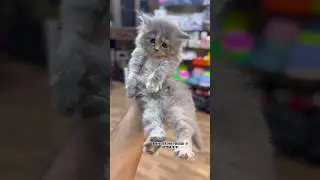 Persian kittens in Pakistan with home delivery/Cats wholesale market in Pakistan #cat #kitten #pets