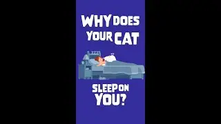 Why Your Cat Sleeps On You #shorts