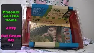 Growing Jiffy cat grass for our crazy cats