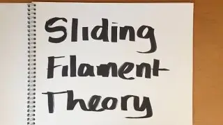 The Sliding Filament Theory