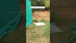 agro shade net #farming#trending #karaikudi#tnau#chettinadu#trichy#sivagangai#hosur#tn#horticulture