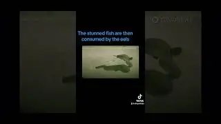Pack Hunting ELECTRIC EELS? #halloween  #scaryanimal #animal