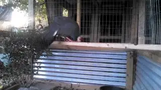 Blue Eared Pheasants at Enchanted Birds