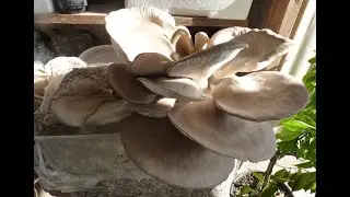 Come coltivare e cucinare i Funghi Cardoncelli a casa vostra - da Agriturismo San Lorenzo (Fiuggi)