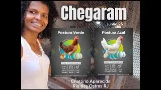 Poedeira de Ovos Azuis e Verdes  - Chegada