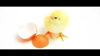 [4K] Very Cute Chicks